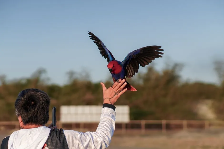 How to Station Train a Parrot