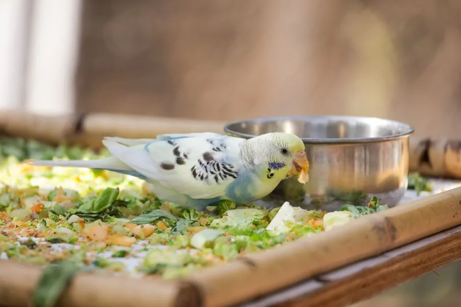 Pellets vs Seeds for Parrots: Which Is Better (and How to Switch)?